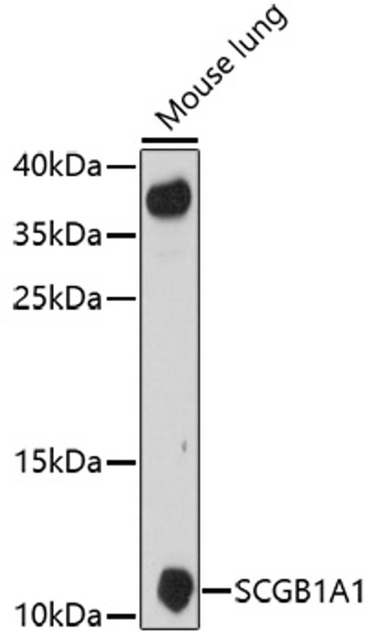 Western blot analysis of extracts of mouse lung, using SCGB1A1 antibody (16-827) at 1:1000 dilution.<br/>Secondary antibody: HRP Goat Anti-Rabbit IgG (H+L) at 1:10000 dilution.<br/>Lysates/proteins: 25ug per lane.<br/>Blocking buffer: 3% nonfat dry milk in TBST.<br/>Detection: ECL Enhanced Kit.<br/>Exposure time: 90s.