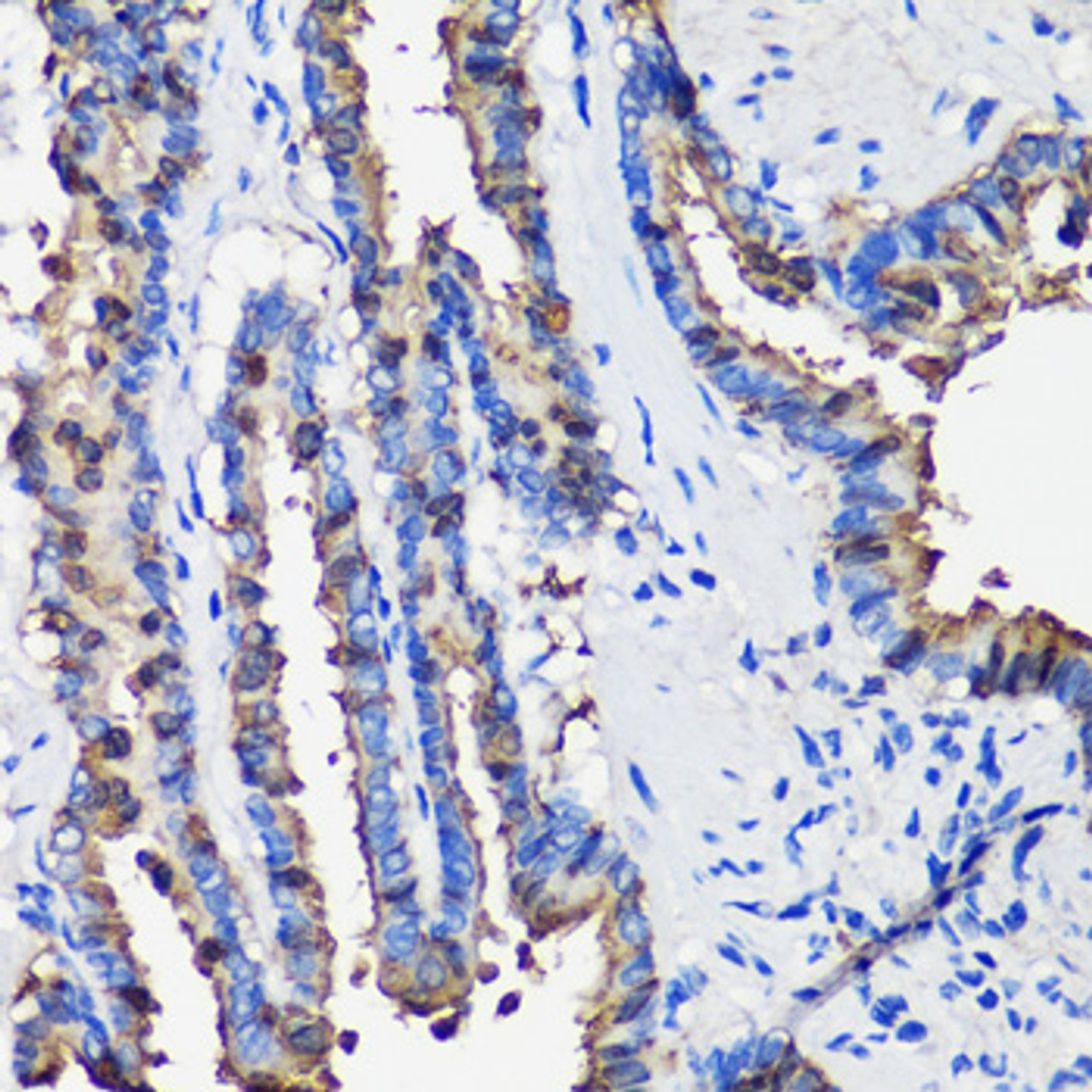 Immunohistochemistry of paraffin-embedded rat lung using SCGB1A1 antibody (16-827) at dilution of 1:100 (40x lens) .