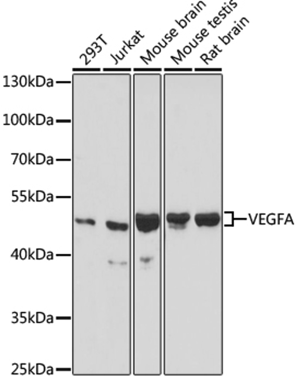 Western blot analysis of extracts of various cell lines, using VEGFA antibody (16-830) at 1:1000 dilution.<br/>Secondary antibody: HRP Goat Anti-Rabbit IgG (H+L) at 1:10000 dilution.<br/>Lysates/proteins: 25ug per lane.<br/>Blocking buffer: 3% nonfat dry milk in TBST.<br/>Detection: ECL Basic Kit.<br/>Exposure time: 90s.
