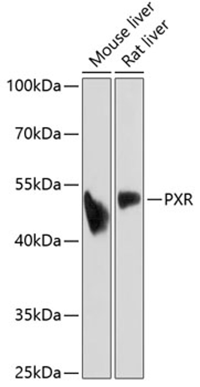 Western blot analysis of extracts of various cell lines, using PXR antibody (16-843) at 1:1000 dilution.<br/>Secondary antibody: HRP Goat Anti-Rabbit IgG (H+L) at 1:10000 dilution.<br/>Lysates/proteins: 25ug per lane.<br/>Blocking buffer: 3% nonfat dry milk in TBST.<br/>Detection: ECL Basic Kit.<br/>Exposure time: 5min.