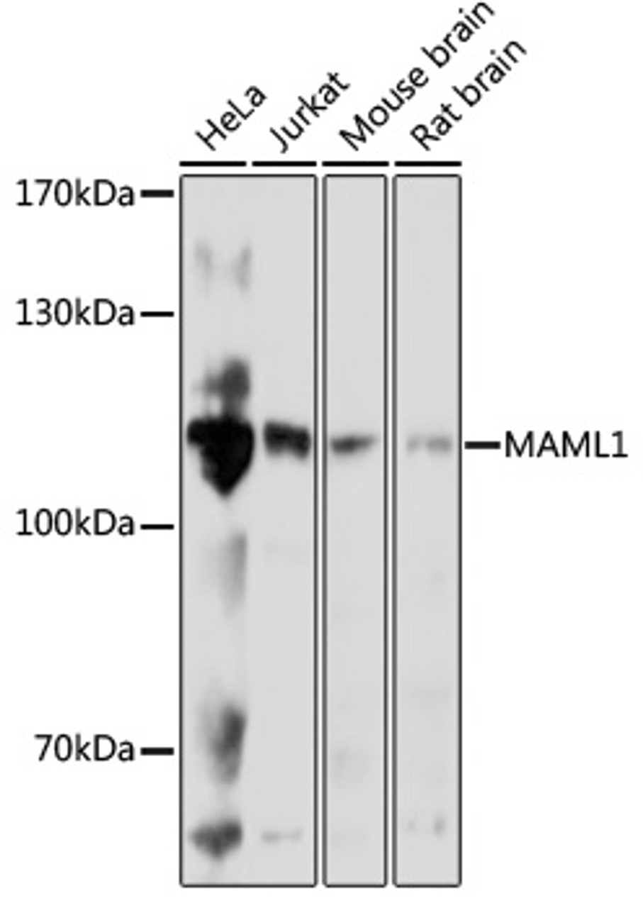 Western blot analysis of extracts of various cell lines, using MAML1 antibody (16-847) at 1:1000 dilution.<br/>Secondary antibody: HRP Goat Anti-Rabbit IgG (H+L) at 1:10000 dilution.<br/>Lysates/proteins: 25ug per lane.<br/>Blocking buffer: 3% nonfat dry milk in TBST.<br/>Detection: ECL Basic Kit.<br/>Exposure time: 3s.