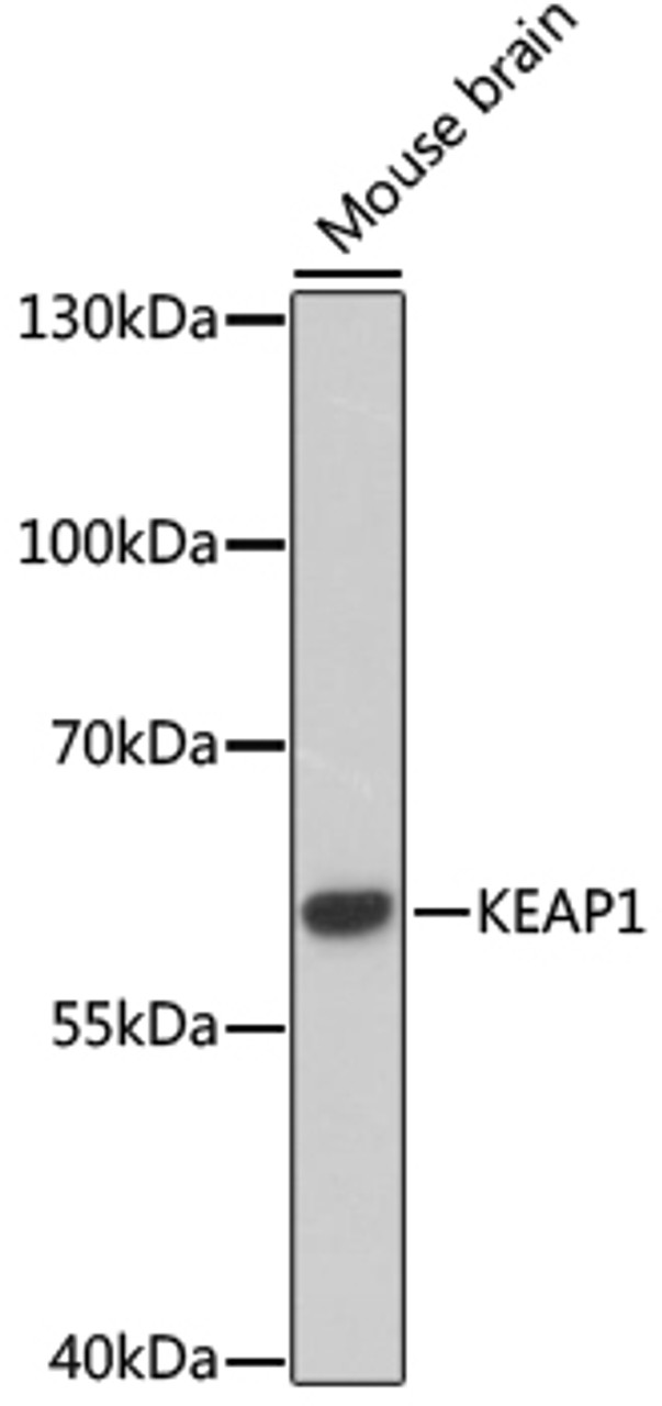 Western blot analysis of extracts of mouse brain, using KEAP1 antibody (16-848) at 1:1000 dilution.<br/>Secondary antibody: HRP Goat Anti-Rabbit IgG (H+L) at 1:10000 dilution.<br/>Lysates/proteins: 25ug per lane.<br/>Blocking buffer: 3% nonfat dry milk in TBST.<br/>Detection: ECL Basic Kit.<br/>Exposure time: 5min.