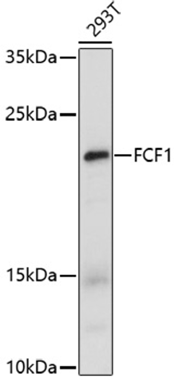 Western blot analysis of extracts of 293T cells, using FCF1 antibody (16-873) at 1:1000 dilution.<br/>Secondary antibody: HRP Goat Anti-Rabbit IgG (H+L) at 1:10000 dilution.<br/>Lysates/proteins: 25ug per lane.<br/>Blocking buffer: 3% nonfat dry milk in TBST.<br/>Detection: ECL Enhanced Kit.<br/>Exposure time: 100s.