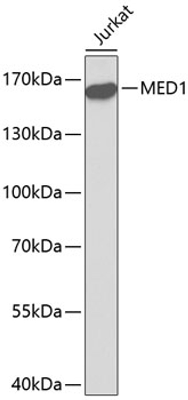 Western blot analysis of extracts of Jurkat cells, using MED1 antibody (16-892) .<br/>Secondary antibody: HRP Goat Anti-Rabbit IgG (H+L) at 1:10000 dilution.<br/>Lysates/proteins: 25ug per lane.<br/>Blocking buffer: 3% nonfat dry milk in TBST.