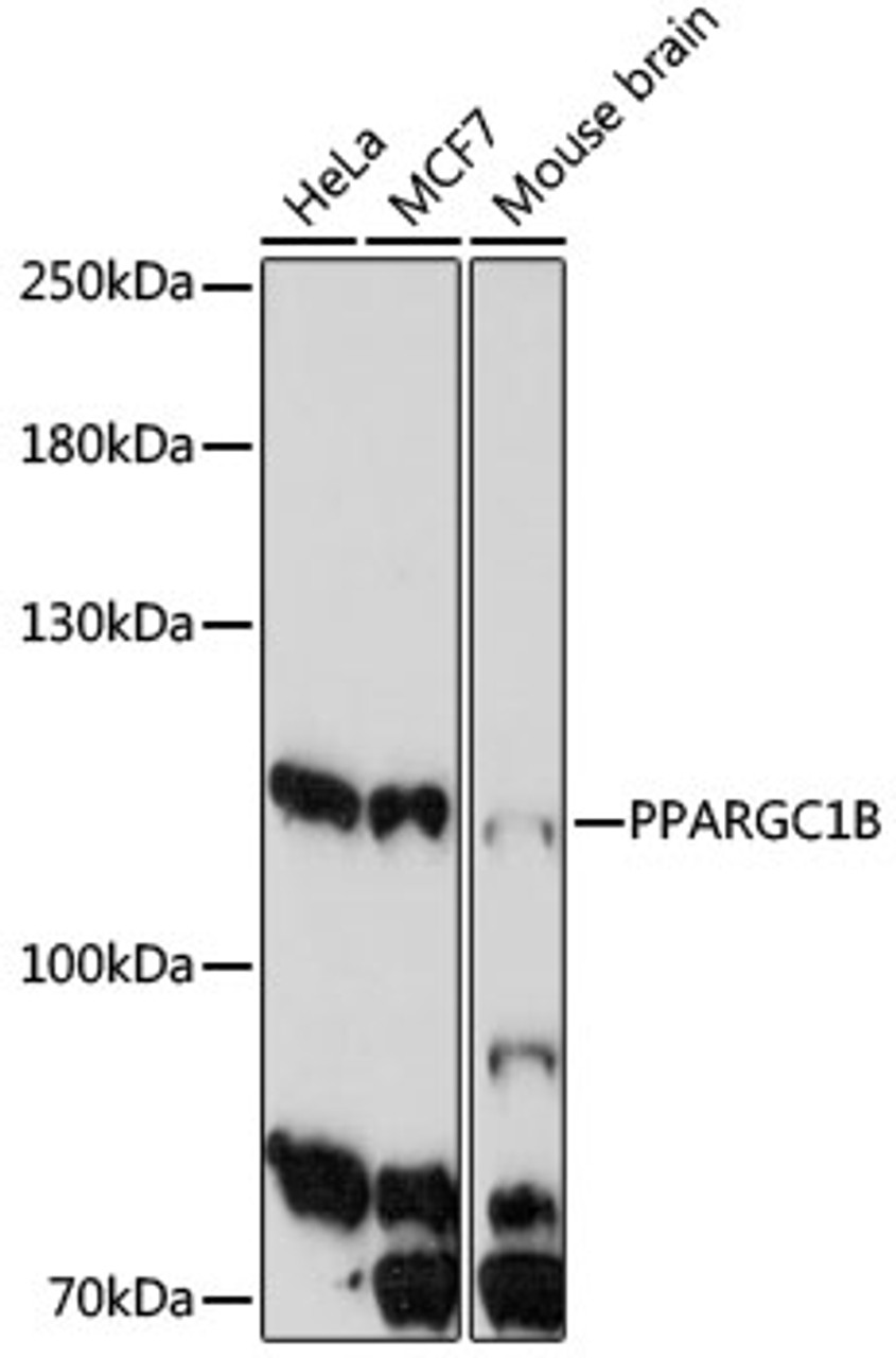 Western blot analysis of extracts of various cell line, using PPARGC1B antibody (16-896) at 1:1000 dilution.<br/>Secondary antibody: HRP Goat Anti-Rabbit IgG (H+L) at 1:10000 dilution.<br/>Lysates/proteins: 25ug per lane.<br/>Blocking buffer: 3% nonfat dry milk in TBST.<br/>Detection: ECL Enhanced Kit.<br/>Exposure time: 5min.