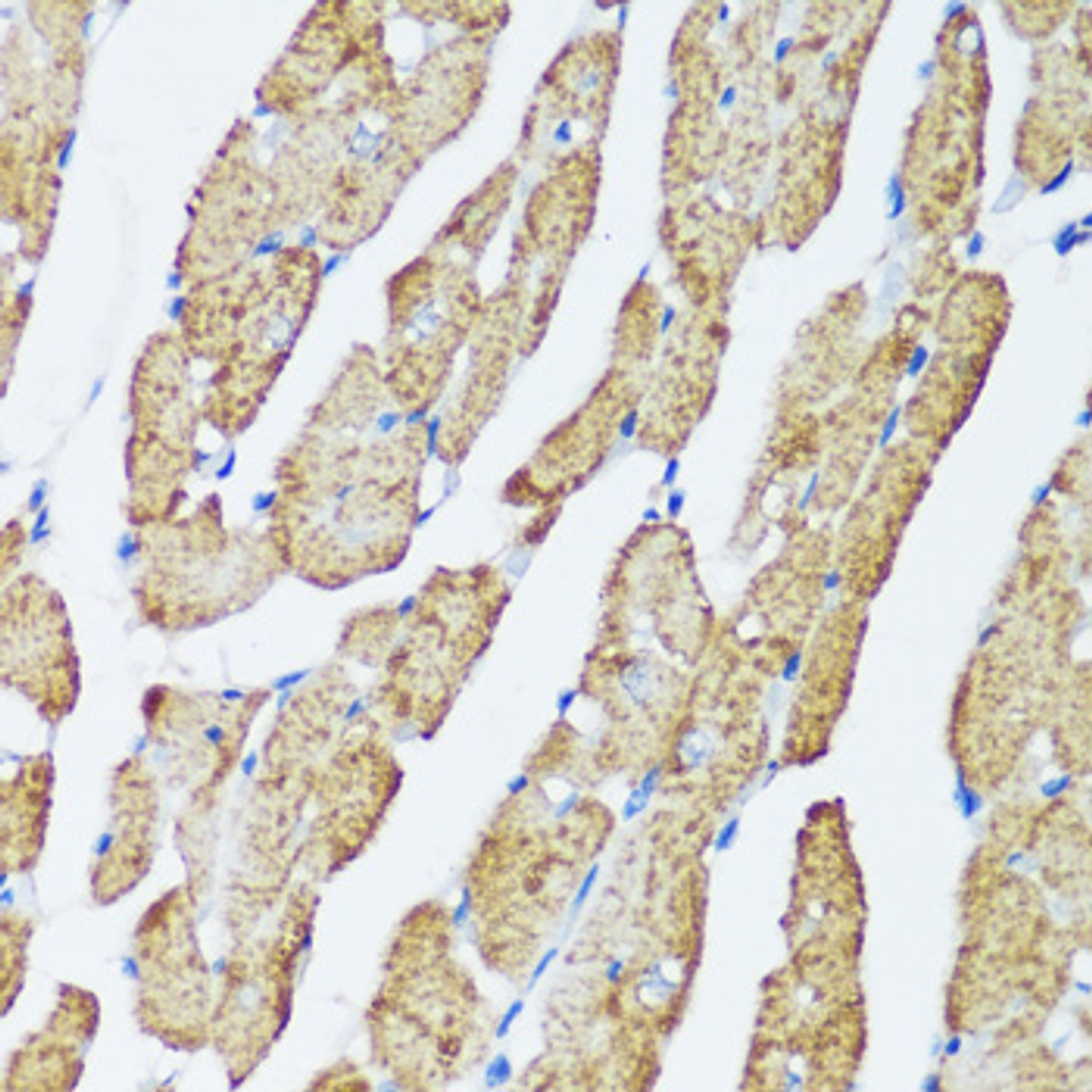 Immunohistochemistry of paraffin-embedded rat heart using MAPK1-MAPK3 antibody (16-907) at dilution of 1:200 (40x lens) .