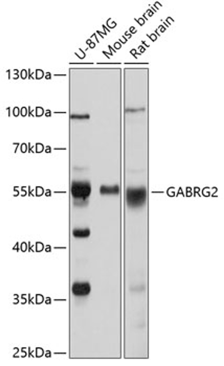 Western blot analysis of extracts of various cell lines, using GABRG2 antibody (16-916) at 1:1000 dilution.<br/>Secondary antibody: HRP Goat Anti-Rabbit IgG (H+L) at 1:10000 dilution.<br/>Lysates/proteins: 25ug per lane.<br/>Blocking buffer: 3% nonfat dry milk in TBST.<br/>Detection: ECL Basic Kit.<br/>Exposure time: 20s.