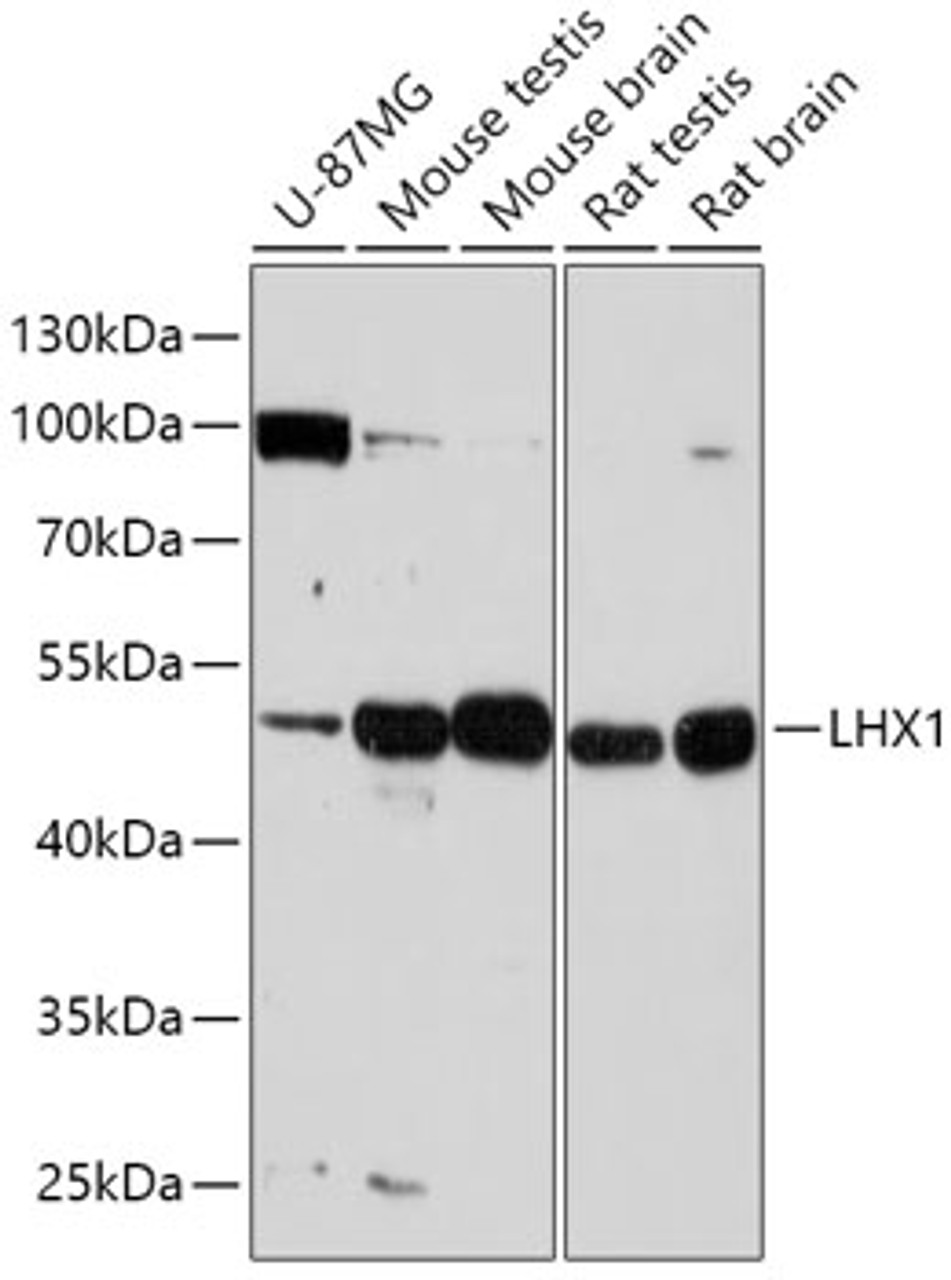 Western blot analysis of extracts of various cell lines, using LHX1 antibody (16-922) at 1:1000 dilution.<br/>Secondary antibody: HRP Goat Anti-Rabbit IgG (H+L) at 1:10000 dilution.<br/>Lysates/proteins: 25ug per lane.<br/>Blocking buffer: 3% nonfat dry milk in TBST.<br/>Detection: ECL Basic Kit.<br/>Exposure time: 90s.