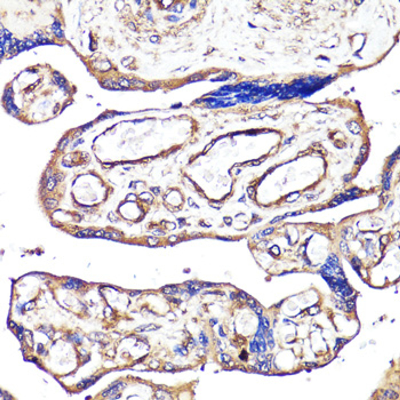 Immunohistochemistry of paraffin-embedded human placenta using MCAM antibody (16-923) at dilution of 1:100 (40x lens) .