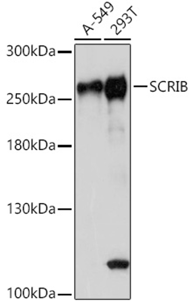 Western blot analysis of extracts of various cell lines, using SCRIB antibody (16-948) at 1:1000 dilution.<br/>Secondary antibody: HRP Goat Anti-Rabbit IgG (H+L) at 1:10000 dilution.<br/>Lysates/proteins: 25ug per lane.<br/>Blocking buffer: 3% nonfat dry milk in TBST.<br/>Detection: ECL Basic Kit.<br/>Exposure time: 5s.