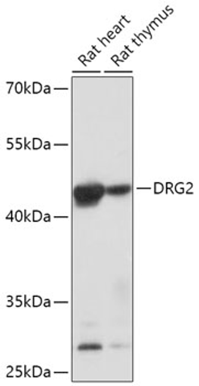 Western blot analysis of extracts of various cell lines, using DRG2 antibody (16-954) at 1:1000 dilution.<br/>Secondary antibody: HRP Goat Anti-Rabbit IgG (H+L) at 1:10000 dilution.<br/>Lysates/proteins: 25ug per lane.<br/>Blocking buffer: 3% nonfat dry milk in TBST.<br/>Detection: ECL Basic Kit.<br/>Exposure time: 60s.