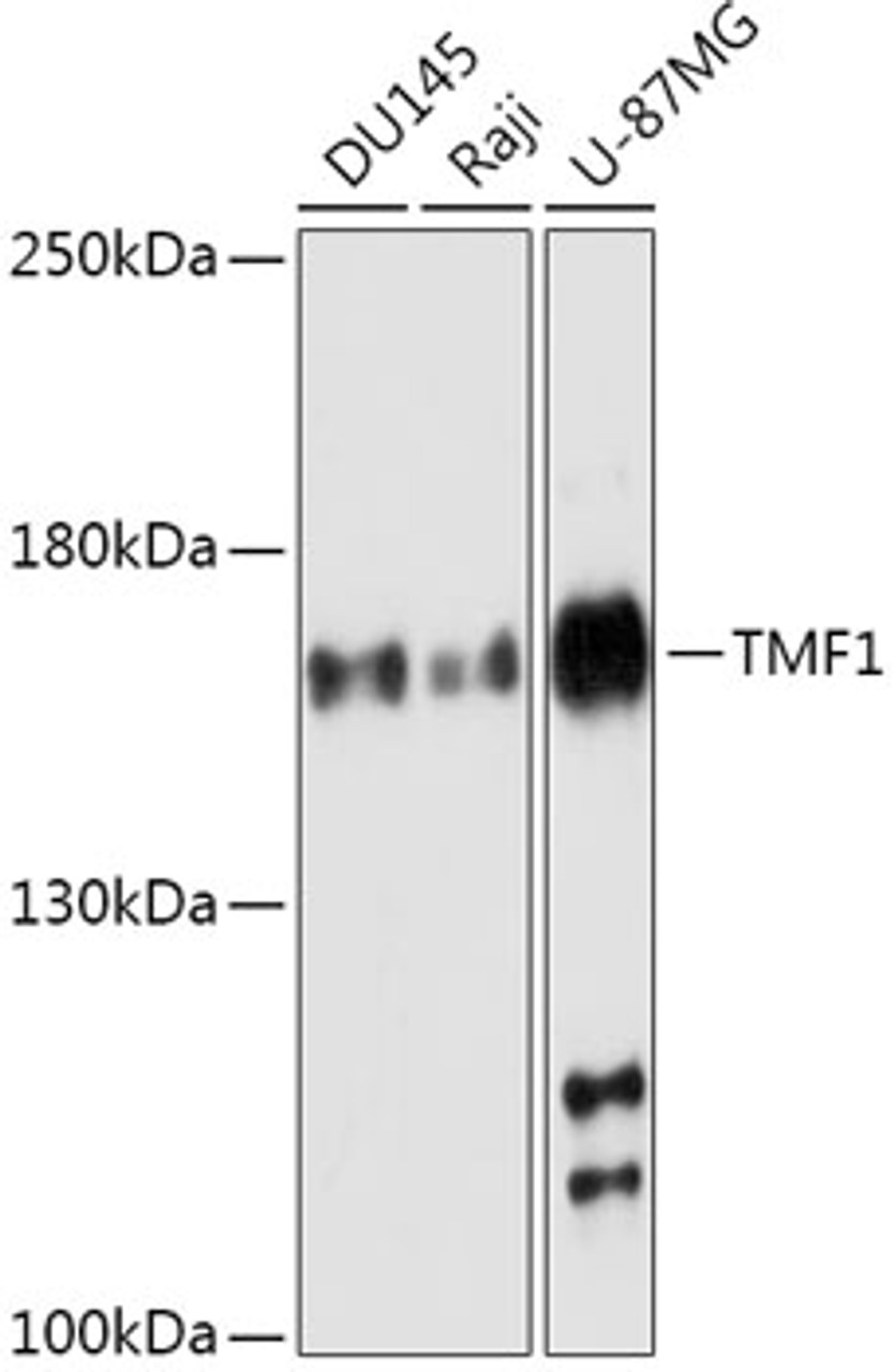 Western blot analysis of extracts of various cell lines, using TMF1 antibody (16-980) at 1:1000 dilution.<br/>Secondary antibody: HRP Goat Anti-Rabbit IgG (H+L) at 1:10000 dilution.<br/>Lysates/proteins: 25ug per lane.<br/>Blocking buffer: 3% nonfat dry milk in TBST.<br/>Detection: ECL Basic Kit.<br/>Exposure time: 180s.