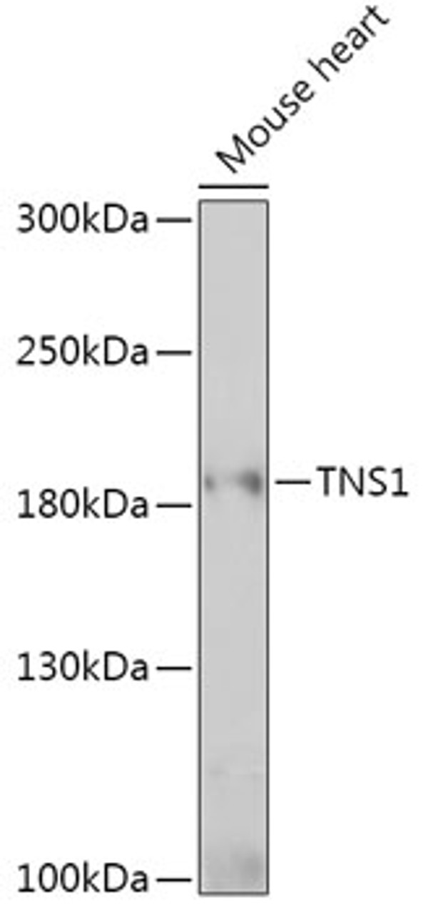 Western blot analysis of extracts of Mouse heart, using TNS1 antibody (16-981) at 1:1000 dilution.<br/>Secondary antibody: HRP Goat Anti-Rabbit IgG (H+L) at 1:10000 dilution.<br/>Lysates/proteins: 25ug per lane.<br/>Blocking buffer: 3% nonfat dry milk in TBST.<br/>Detection: ECL Basic Kit.<br/>Exposure time: 90s.