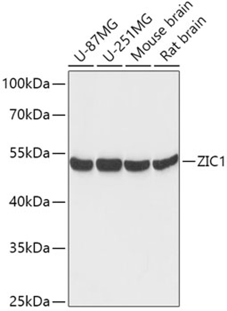 Western blot analysis of extracts of various cell lines, using ZIC1 antibody (16-982) at 1:1000 dilution.<br/>Secondary antibody: HRP Goat Anti-Rabbit IgG (H+L) at 1:10000 dilution.<br/>Lysates/proteins: 25ug per lane.<br/>Blocking buffer: 3% nonfat dry milk in TBST.<br/>Detection: ECL Basic Kit.<br/>Exposure time: 30s.