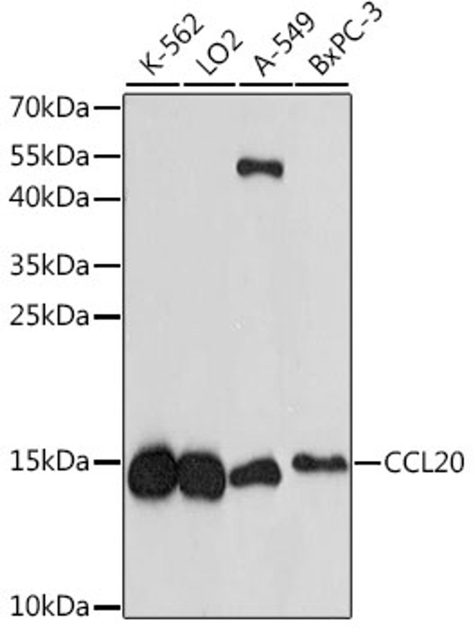 Western blot analysis of extracts of various cell lines, using CCL20 antibody (16-985) at 1:1000 dilution.<br/>Secondary antibody: HRP Goat Anti-Rabbit IgG (H+L) at 1:10000 dilution.<br/>Lysates/proteins: 25ug per lane.<br/>Blocking buffer: 3% nonfat dry milk in TBST.<br/>Detection: ECL Enhanced Kit.<br/>Exposure time: 5min.