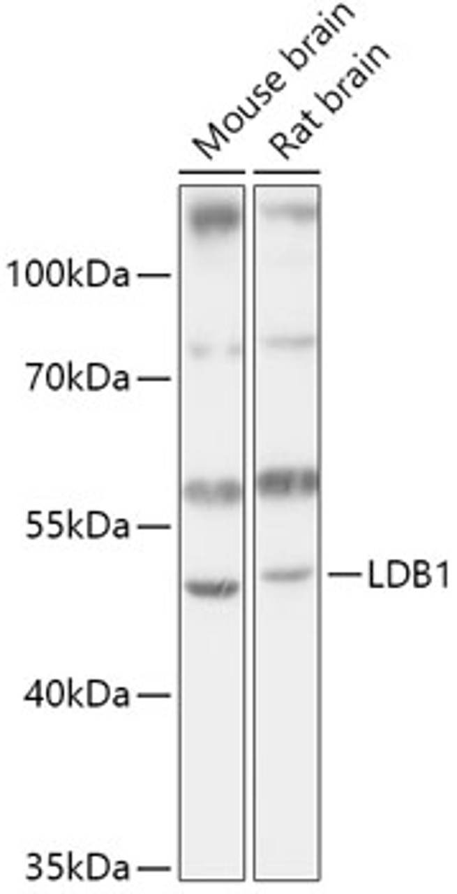 Western blot analysis of extracts of various cell lines, using LDB1 antibody (16-992) at 1:1000 dilution.<br/>Secondary antibody: HRP Goat Anti-Rabbit IgG (H+L) at 1:10000 dilution.<br/>Lysates/proteins: 25ug per lane.<br/>Blocking buffer: 3% nonfat dry milk in TBST.<br/>Detection: ECL Basic Kit.<br/>Exposure time: 10s.
