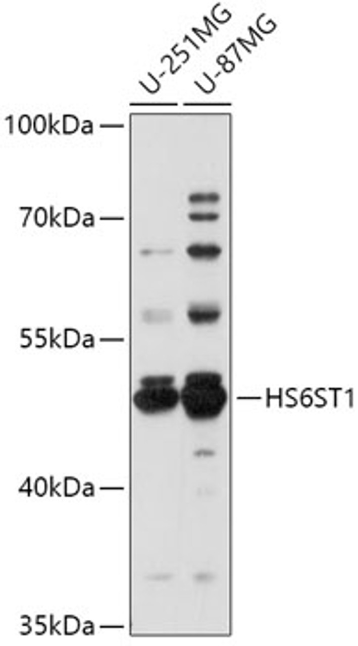 Western blot analysis of extracts of various cell lines, using HS6ST1 antibody (16-996) at 1:1000 dilution.<br/>Secondary antibody: HRP Goat Anti-Rabbit IgG (H+L) at 1:10000 dilution.<br/>Lysates/proteins: 25ug per lane.<br/>Blocking buffer: 3% nonfat dry milk in TBST.<br/>Detection: ECL Basic Kit.<br/>Exposure time: 180s.