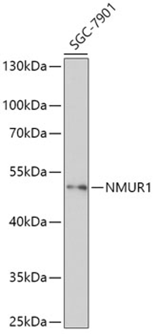 Western blot analysis of extracts of SGC-7901 cells, using NMUR1 antibody (18-002) at 1:1000 dilution.<br/>Secondary antibody: HRP Goat Anti-Rabbit IgG (H+L) at 1:10000 dilution.<br/>Lysates/proteins: 25ug per lane.<br/>Blocking buffer: 3% nonfat dry milk in TBST.<br/>Detection: ECL Basic Kit.<br/>Exposure time: 90s.