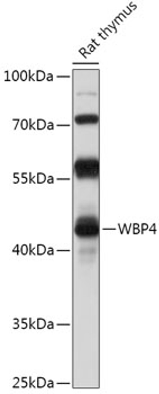 Western blot analysis of extracts of Rat thymus, using WBP4 antibody (18-015) at 1:1000 dilution.<br/>Secondary antibody: HRP Goat Anti-Rabbit IgG (H+L) at 1:10000 dilution.<br/>Lysates/proteins: 25ug per lane.<br/>Blocking buffer: 3% nonfat dry milk in TBST.<br/>Detection: ECL Basic Kit.<br/>Exposure time: 30s.