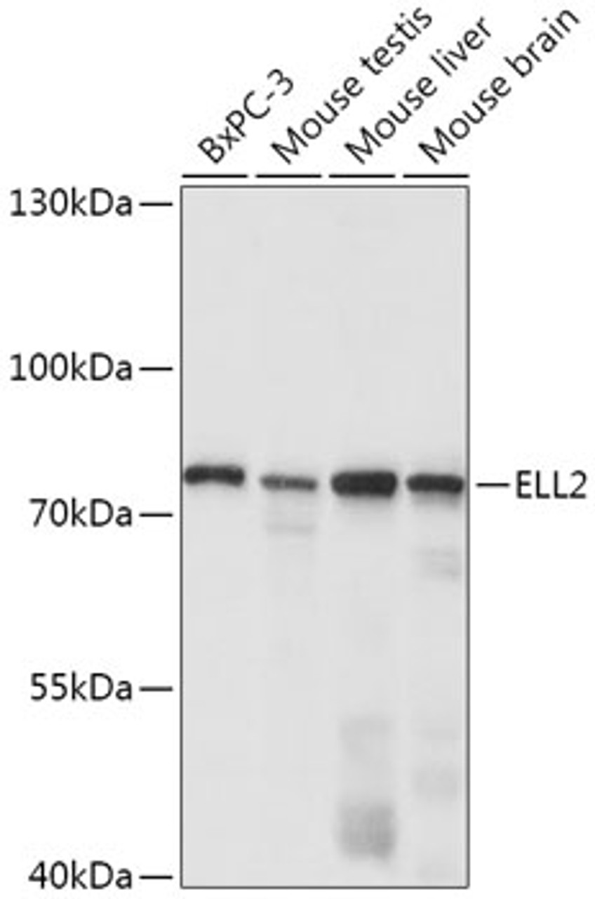 Western blot analysis of extracts of various cell lines, using ELL2 antibody (18-022) at 1:1000 dilution.<br/>Secondary antibody: HRP Goat Anti-Rabbit IgG (H+L) at 1:10000 dilution.<br/>Lysates/proteins: 25ug per lane.<br/>Blocking buffer: 3% nonfat dry milk in TBST.<br/>Detection: ECL Basic Kit.<br/>Exposure time: 10s.