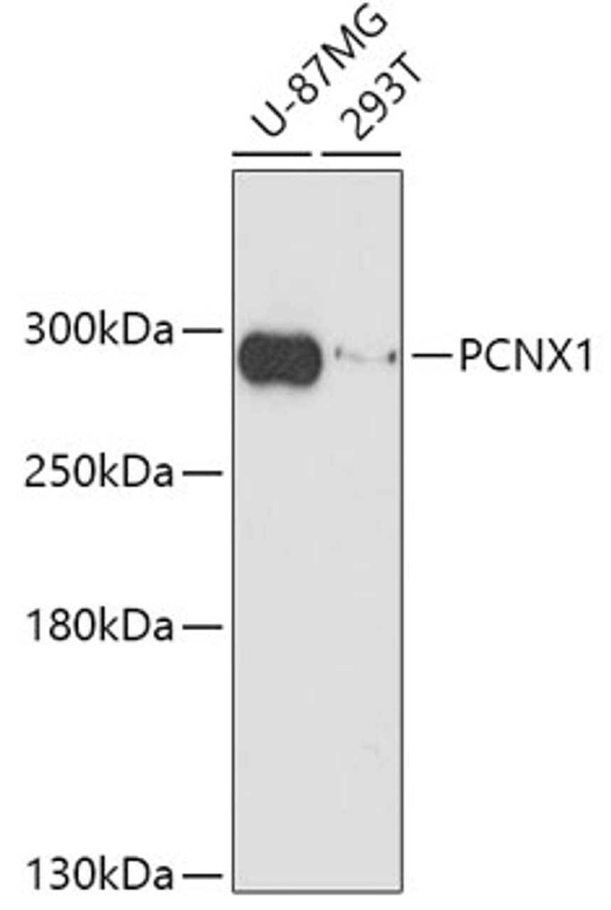 Western blot analysis of extracts of various cell lines, using PCNX1 antibody (18-024) at 1:1000 dilution.<br/>Secondary antibody: HRP Goat Anti-Rabbit IgG (H+L) at 1:10000 dilution.<br/>Lysates/proteins: 25ug per lane.<br/>Blocking buffer: 3% nonfat dry milk in TBST.<br/>Detection: ECL Basic Kit.<br/>Exposure time: 3min.