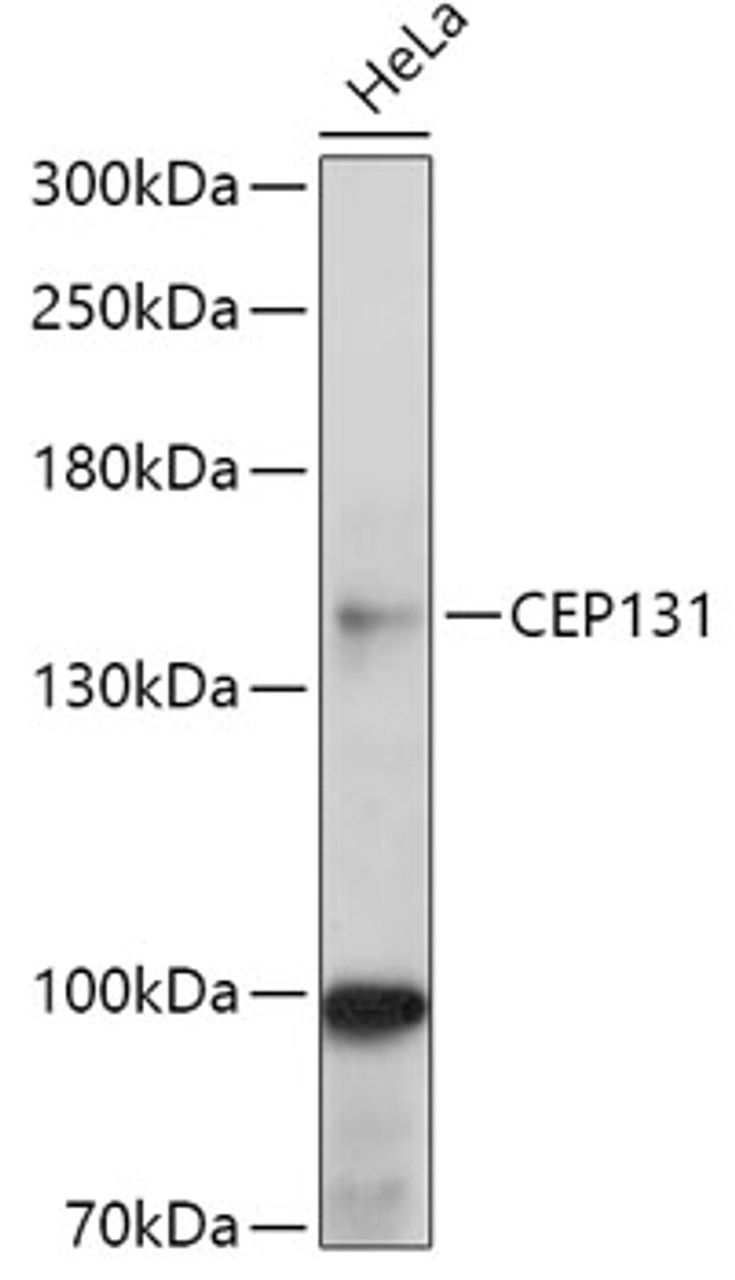 Western blot analysis of extracts of HeLa cells, using CEP131 antibody (18-025) at 1:1000 dilution.<br/>Secondary antibody: HRP Goat Anti-Rabbit IgG (H+L) at 1:10000 dilution.<br/>Lysates/proteins: 25ug per lane.<br/>Blocking buffer: 3% nonfat dry milk in TBST.<br/>Detection: ECL Basic Kit.<br/>Exposure time: 60s.