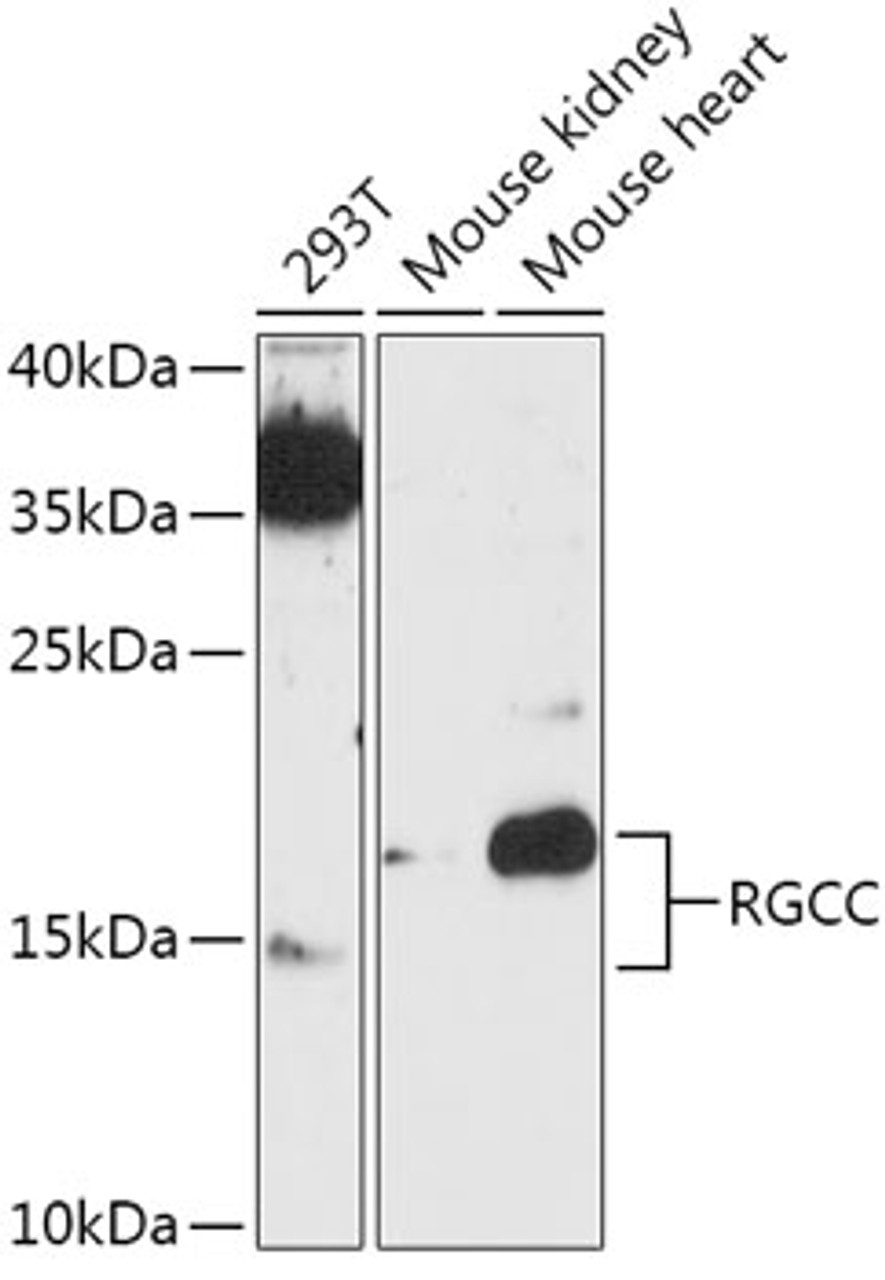 Western blot analysis of extracts of various cell lines, using RGCC antibody (18-045) at 1:1000 dilution.<br/>Secondary antibody: HRP Goat Anti-Rabbit IgG (H+L) at 1:10000 dilution.<br/>Lysates/proteins: 25ug per lane.<br/>Blocking buffer: 3% nonfat dry milk in TBST.<br/>Detection: ECL Enhanced Kit.<br/>Exposure time: 90s.
