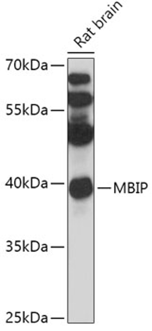 Western blot analysis of extracts of Rat brain, using MBIP antibody (18-057) at 1:1000 dilution.<br/>Secondary antibody: HRP Goat Anti-Rabbit IgG (H+L) at 1:10000 dilution.<br/>Lysates/proteins: 25ug per lane.<br/>Blocking buffer: 3% nonfat dry milk in TBST.<br/>Detection: ECL Basic Kit.<br/>Exposure time: 15s.
