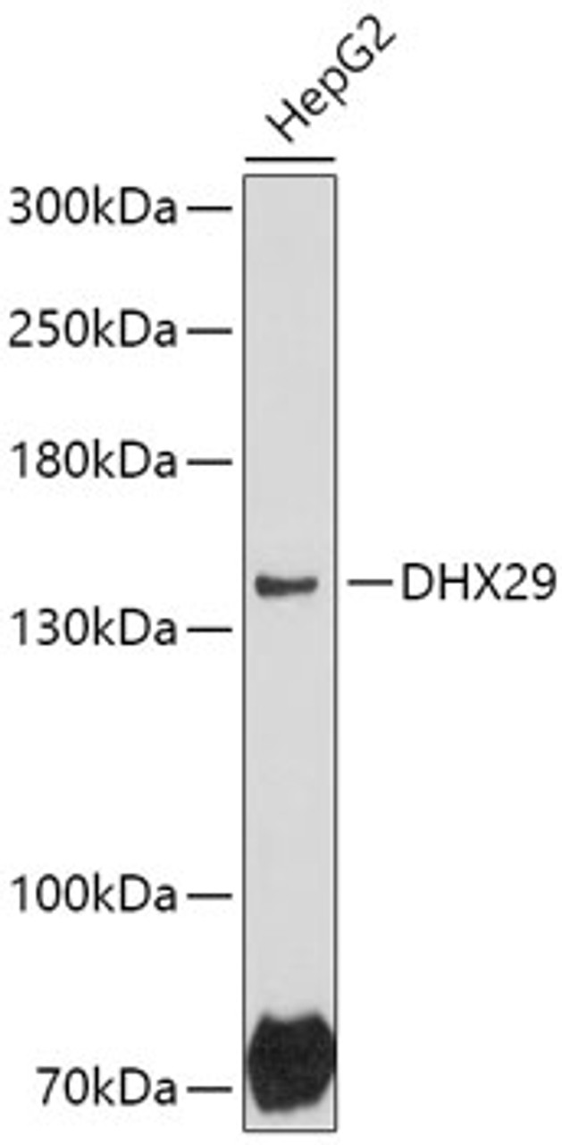 Western blot analysis of extracts of HepG2 cells, using DHX29 antibody (18-059) at 1:1000 dilution.<br/>Secondary antibody: HRP Goat Anti-Rabbit IgG (H+L) at 1:10000 dilution.<br/>Lysates/proteins: 25ug per lane.<br/>Blocking buffer: 3% nonfat dry milk in TBST.<br/>Detection: ECL Basic Kit.<br/>Exposure time: 90s.