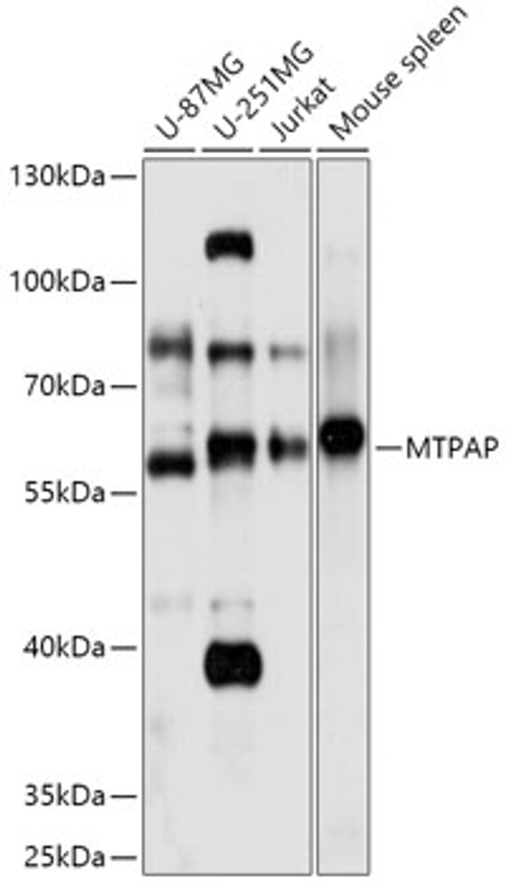 Western blot analysis of extracts of various cell lines, using MTPAP antibody (18-065) at 1:1000 dilution.<br/>Secondary antibody: HRP Goat Anti-Rabbit IgG (H+L) at 1:10000 dilution.<br/>Lysates/proteins: 25ug per lane.<br/>Blocking buffer: 3% nonfat dry milk in TBST.<br/>Detection: ECL Basic Kit.<br/>Exposure time: 10s.