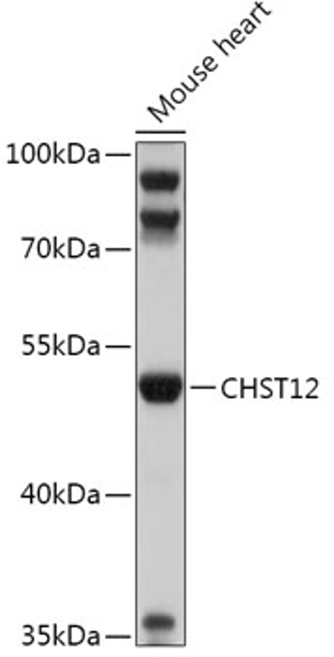 Western blot analysis of extracts of Mouse heart, using CHST12 antibody (18-070) at 1:1000 dilution.<br/>Secondary antibody: HRP Goat Anti-Rabbit IgG (H+L) at 1:10000 dilution.<br/>Lysates/proteins: 25ug per lane.<br/>Blocking buffer: 3% nonfat dry milk in TBST.<br/>Detection: ECL Basic Kit.<br/>Exposure time: 30s.