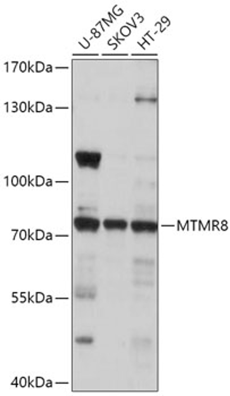Western blot analysis of extracts of various cell lines, using MTMR8 antibody (18-072) at 1:1000 dilution.<br/>Secondary antibody: HRP Goat Anti-Rabbit IgG (H+L) at 1:10000 dilution.<br/>Lysates/proteins: 25ug per lane.<br/>Blocking buffer: 3% nonfat dry milk in TBST.<br/>Detection: ECL Basic Kit.<br/>Exposure time: 10s.