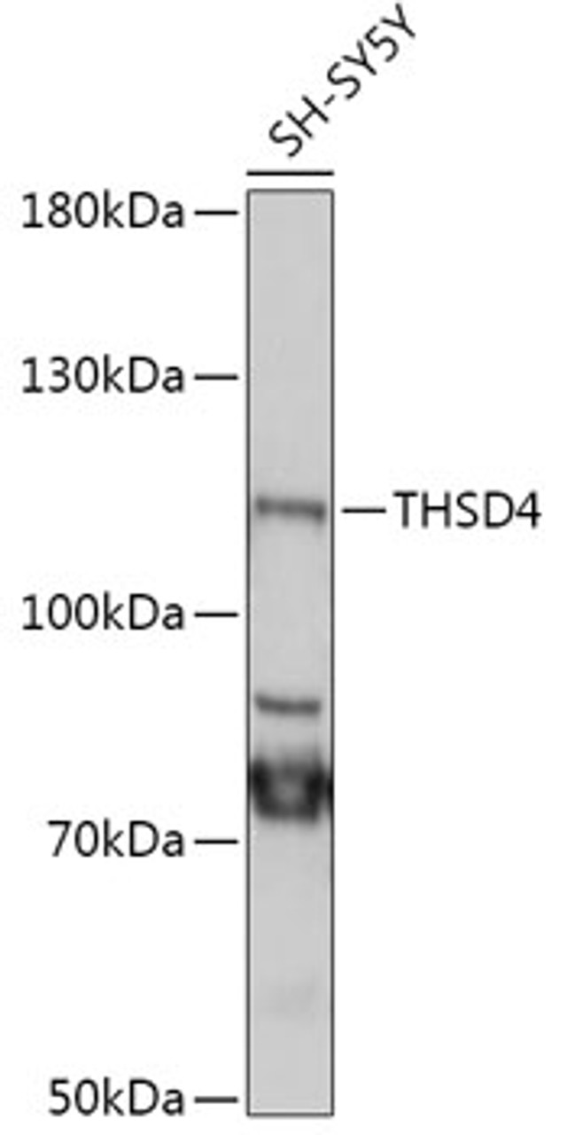 Western blot analysis of extracts of SH-SY5Y cells, using THSD4 antibody (18-094) at 1:1000 dilution.<br/>Secondary antibody: HRP Goat Anti-Rabbit IgG (H+L) at 1:10000 dilution.<br/>Lysates/proteins: 25ug per lane.<br/>Blocking buffer: 3% nonfat dry milk in TBST.<br/>Detection: ECL Basic Kit.<br/>Exposure time: 90s.