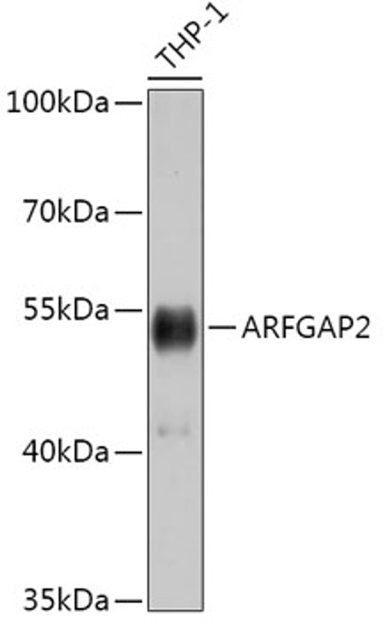 Western blot analysis of extracts of THP-1 cells, using ARFGAP2 antibody (18-100) at 1:1000 dilution.<br/>Secondary antibody: HRP Goat Anti-Rabbit IgG (H+L) at 1:10000 dilution.<br/>Lysates/proteins: 25ug per lane.<br/>Blocking buffer: 3% nonfat dry milk in TBST.<br/>Detection: ECL Basic Kit.<br/>Exposure time: 20s.