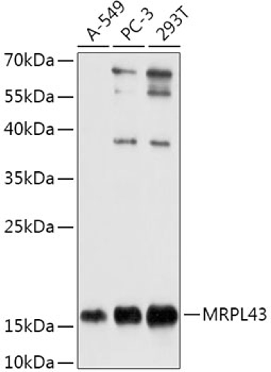Western blot analysis of extracts of various cell lines, using MRPL43 antibody (18-102) at 1:1000 dilution.<br/>Secondary antibody: HRP Goat Anti-Rabbit IgG (H+L) at 1:10000 dilution.<br/>Lysates/proteins: 25ug per lane.<br/>Blocking buffer: 3% nonfat dry milk in TBST.<br/>Detection: ECL Basic Kit.<br/>Exposure time: 10s.
