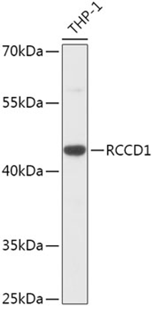Western blot analysis of extracts of THP-1 cells, using RCCD1 antibody (18-109) at 1:1000 dilution.<br/>Secondary antibody: HRP Goat Anti-Rabbit IgG (H+L) at 1:10000 dilution.<br/>Lysates/proteins: 25ug per lane.<br/>Blocking buffer: 3% nonfat dry milk in TBST.<br/>Detection: ECL Basic Kit.<br/>Exposure time: 90s.