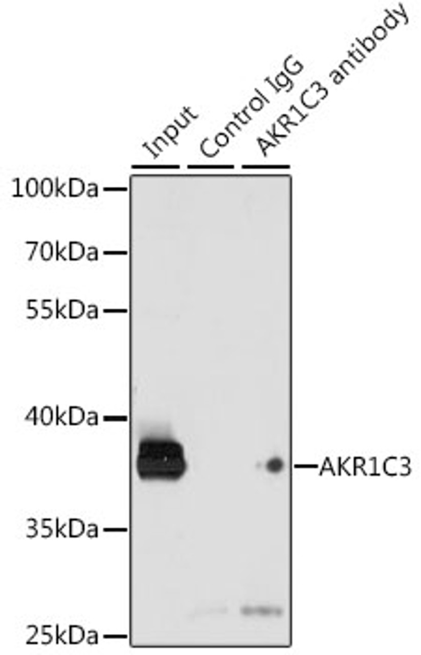 Immunoprecipitation analysis of 200ug extracts of K-562 cells, using 3 ug AKR1C3 antibody (18-113) . Western blot was performed from the immunoprecipitate using AKR1C3 antibody (18-113) at a dilition of 1:1000.