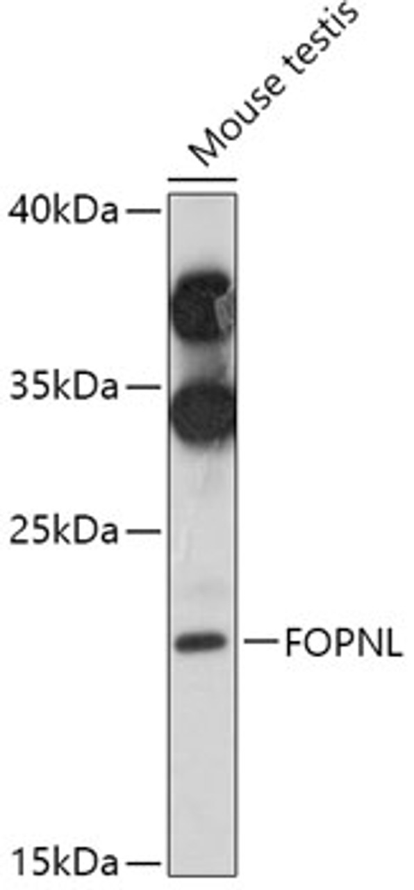 Western blot analysis of extracts of Mouse testis, using FOPNL antibody (18-117) at 1:1000 dilution.<br/>Secondary antibody: HRP Goat Anti-Rabbit IgG (H+L) at 1:10000 dilution.<br/>Lysates/proteins: 25ug per lane.<br/>Blocking buffer: 3% nonfat dry milk in TBST.<br/>Detection: ECL Basic Kit.<br/>Exposure time: 90s.