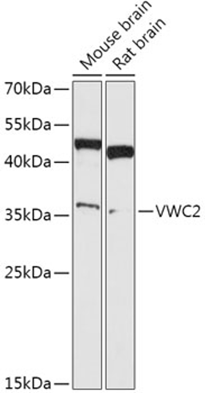Western blot analysis of extracts of various cell lines, using VWC2 antibody (18-133) at 1:1000 dilution.<br/>Secondary antibody: HRP Goat Anti-Rabbit IgG (H+L) at 1:10000 dilution.<br/>Lysates/proteins: 25ug per lane.<br/>Blocking buffer: 3% nonfat dry milk in TBST.<br/>Detection: ECL Basic Kit.<br/>Exposure time: 90s.