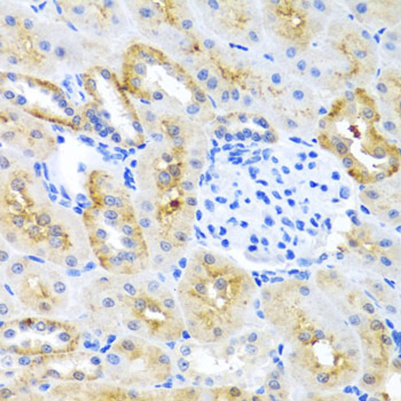 Immunohistochemistry of paraffin-embedded mouse kidney using MOK antibody (18-140) at dilution of 1:100 (40x lens) .