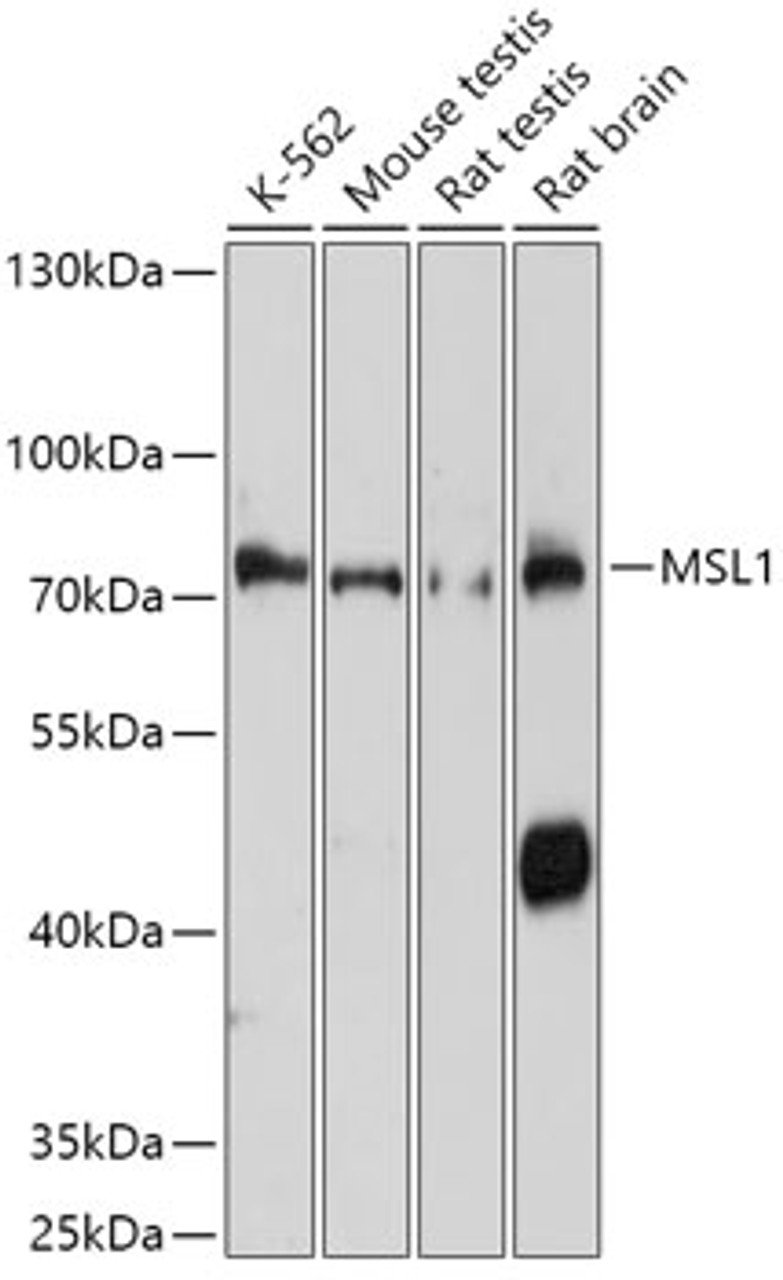 Western blot analysis of extracts of various cell lines, using MSL1 antibody (18-149) at 1:1000 dilution.<br/>Secondary antibody: HRP Goat Anti-Rabbit IgG (H+L) at 1:10000 dilution.<br/>Lysates/proteins: 25ug per lane.<br/>Blocking buffer: 3% nonfat dry milk in TBST.<br/>Detection: ECL Basic Kit.<br/>Exposure time: 10s.