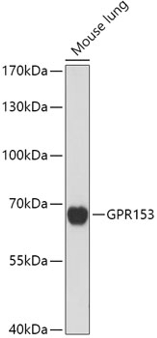 Western blot analysis of extracts of Mouse lung, using GPR153 antibody (18-150) at 1:1000 dilution.<br/>Secondary antibody: HRP Goat Anti-Rabbit IgG (H+L) at 1:10000 dilution.<br/>Lysates/proteins: 25ug per lane.<br/>Blocking buffer: 3% nonfat dry milk in TBST.<br/>Detection: ECL Basic Kit.<br/>Exposure time: 90s.