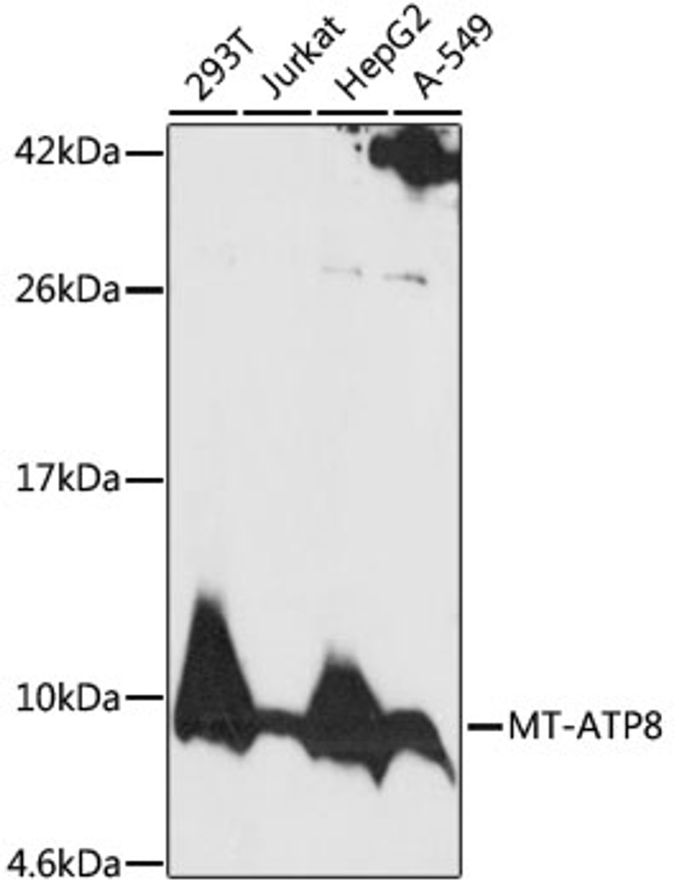 Western blot analysis of extracts of various cell lines, using MT-ATP8 antibody (18-154) at 1:1000 dilution.<br/>Secondary antibody: HRP Goat Anti-Rabbit IgG (H+L) at 1:10000 dilution.<br/>Lysates/proteins: 25ug per lane.<br/>Blocking buffer: 3% nonfat dry milk in TBST.<br/>Detection: ECL Basic Kit.<br/>Exposure time: 2min.