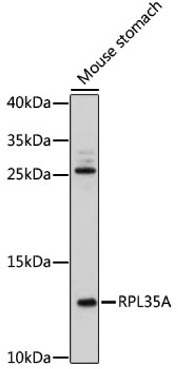 Western blot analysis of extracts of mouse stomach, using RPL35A antibody (18-164) at 1:500 dilution.<br/>Secondary antibody: HRP Goat Anti-Rabbit IgG (H+L) at 1:10000 dilution.<br/>Lysates/proteins: 25ug per lane.<br/>Blocking buffer: 3% nonfat dry milk in TBST.<br/>Detection: ECL Enhanced Kit.<br/>Exposure time: 3min.