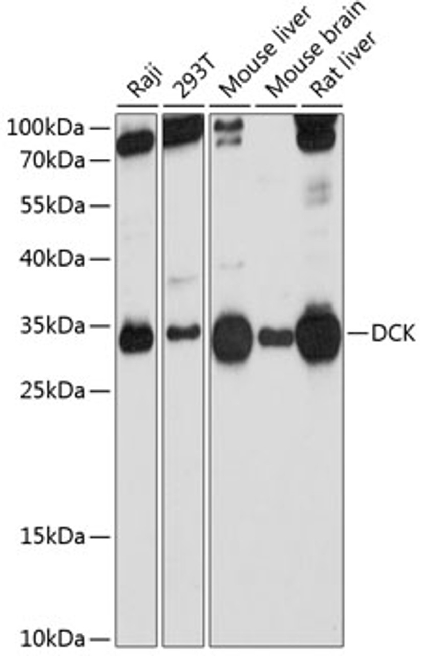 Western blot analysis of extracts of various cell lines, using DCK Antibody (18-165) at 1:1000 dilution.<br/>Secondary antibody: HRP Goat Anti-Rabbit IgG (H+L) at 1:10000 dilution.<br/>Lysates/proteins: 25ug per lane.<br/>Blocking buffer: 3% nonfat dry milk in TBST.<br/>Detection: ECL Basic Kit.<br/>Exposure time: 10s.