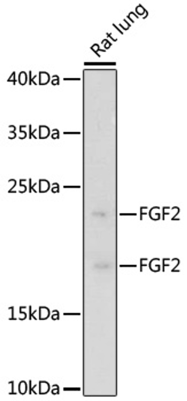 Western blot analysis of extracts of rat lung, using FGF2 antibody (18-179) at 1:1000 dilution.<br/>Secondary antibody: HRP Goat Anti-Rabbit IgG (H+L) at 1:10000 dilution.<br/>Lysates/proteins: 25ug per lane.<br/>Blocking buffer: 3% nonfat dry milk in TBST.<br/>Detection: ECL Basic Kit.<br/>Exposure time: 60s.