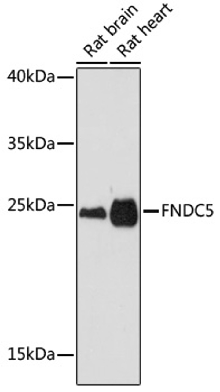 Western blot analysis of extracts of various cell line, using FNDC5 antibody (18-295) at 1:1000 dilution.<br/>Secondary antibody: HRP Goat Anti-Rabbit IgG (H+L) at 1:10000 dilution.<br/>Lysates/proteins: 25ug per lane.<br/>Blocking buffer: 3% nonfat dry milk in TBST.<br/>Detection: ECL Basic Kit.<br/>Exposure time: 3min.