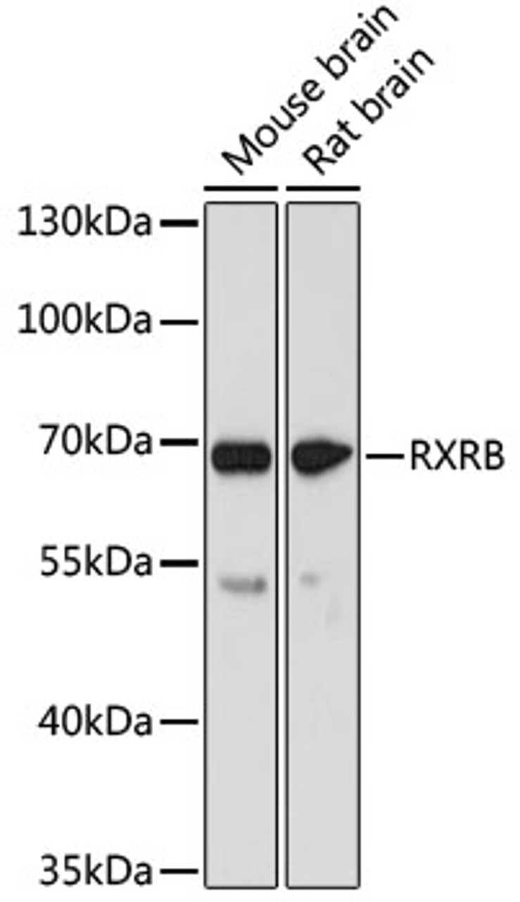 Western blot analysis of extracts of various cell lines, using RXRB antibody (18-298) at 1:1000 dilution.<br/>Secondary antibody: HRP Goat Anti-Rabbit IgG (H+L) at 1:10000 dilution.<br/>Lysates/proteins: 25ug per lane.<br/>Blocking buffer: 3% nonfat dry milk in TBST.<br/>Detection: ECL Basic Kit.<br/>Exposure time: 90s.