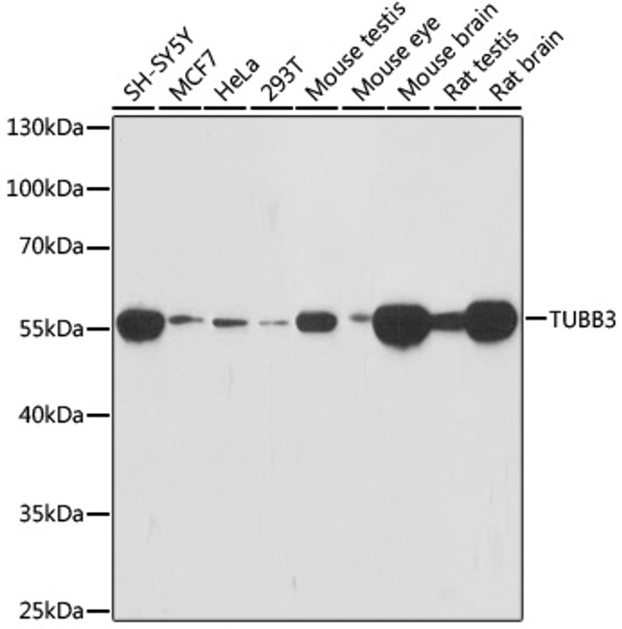 Western blot analysis of extracts of various cell lines, using TUBB3 antibody (18-304) at 1:1000 dilution.<br/>Secondary antibody: HRP Goat Anti-Rabbit IgG (H+L) at 1:10000 dilution.<br/>Lysates/proteins: 25ug per lane.<br/>Blocking buffer: 3% nonfat dry milk in TBST.<br/>Detection: ECL Basic Kit.<br/>Exposure time: 90s.