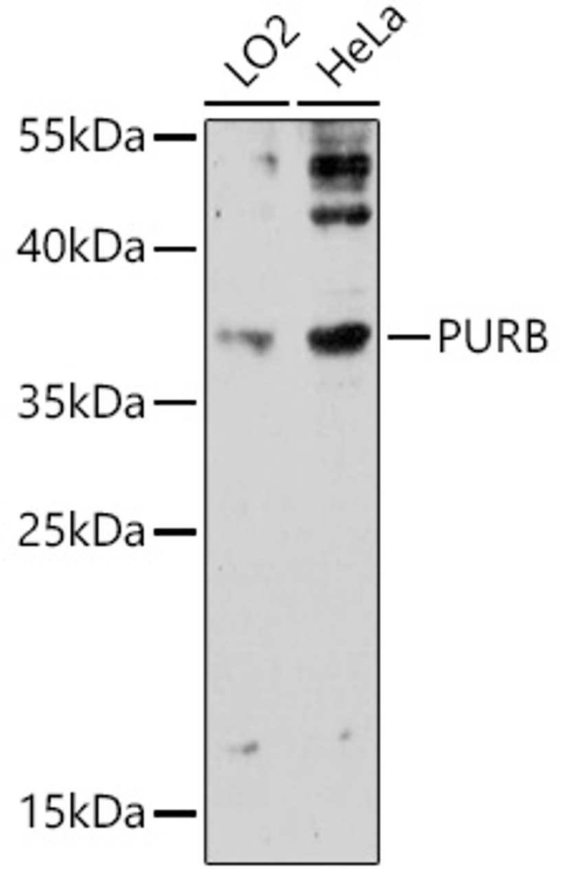 Western blot analysis of extracts of various cell lines, using PURB antibody (18-311) at 1:3000 dilution.<br/>Secondary antibody: HRP Goat Anti-Rabbit IgG (H+L) at 1:10000 dilution.<br/>Lysates/proteins: 25ug per lane.<br/>Blocking buffer: 3% nonfat dry milk in TBST.<br/>Detection: ECL Enhanced Kit.<br/>Exposure time: 90s.